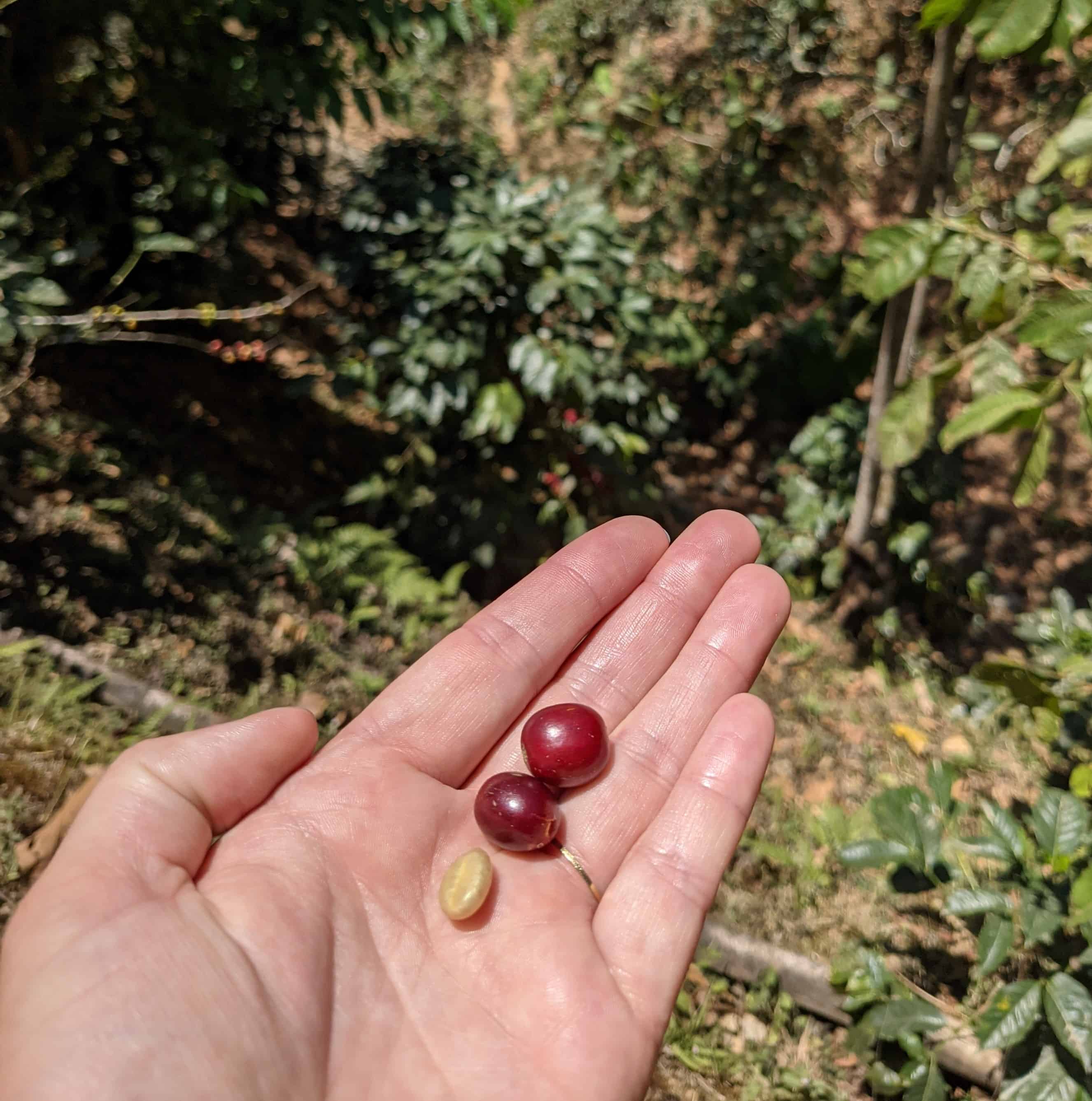 Coffee berries picked off the tree