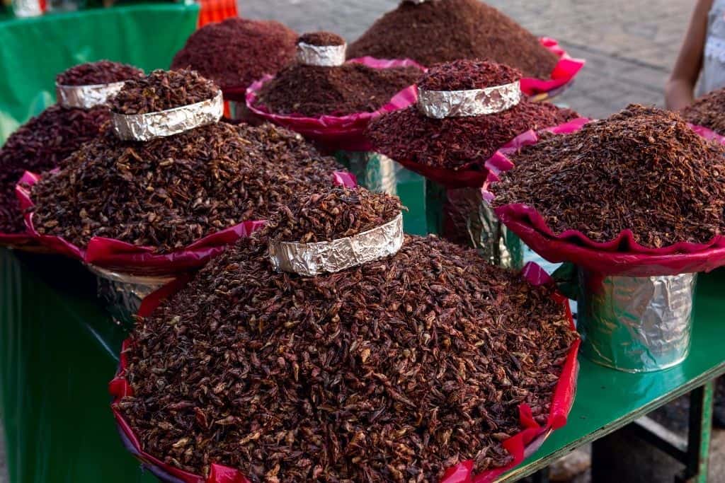 A street vendor selling chapulines, a type of cricket that is a very popular food in Oaxaca