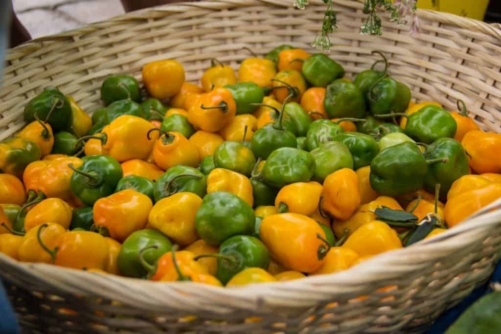 Habanero peppers, an iconic food in oaxaca