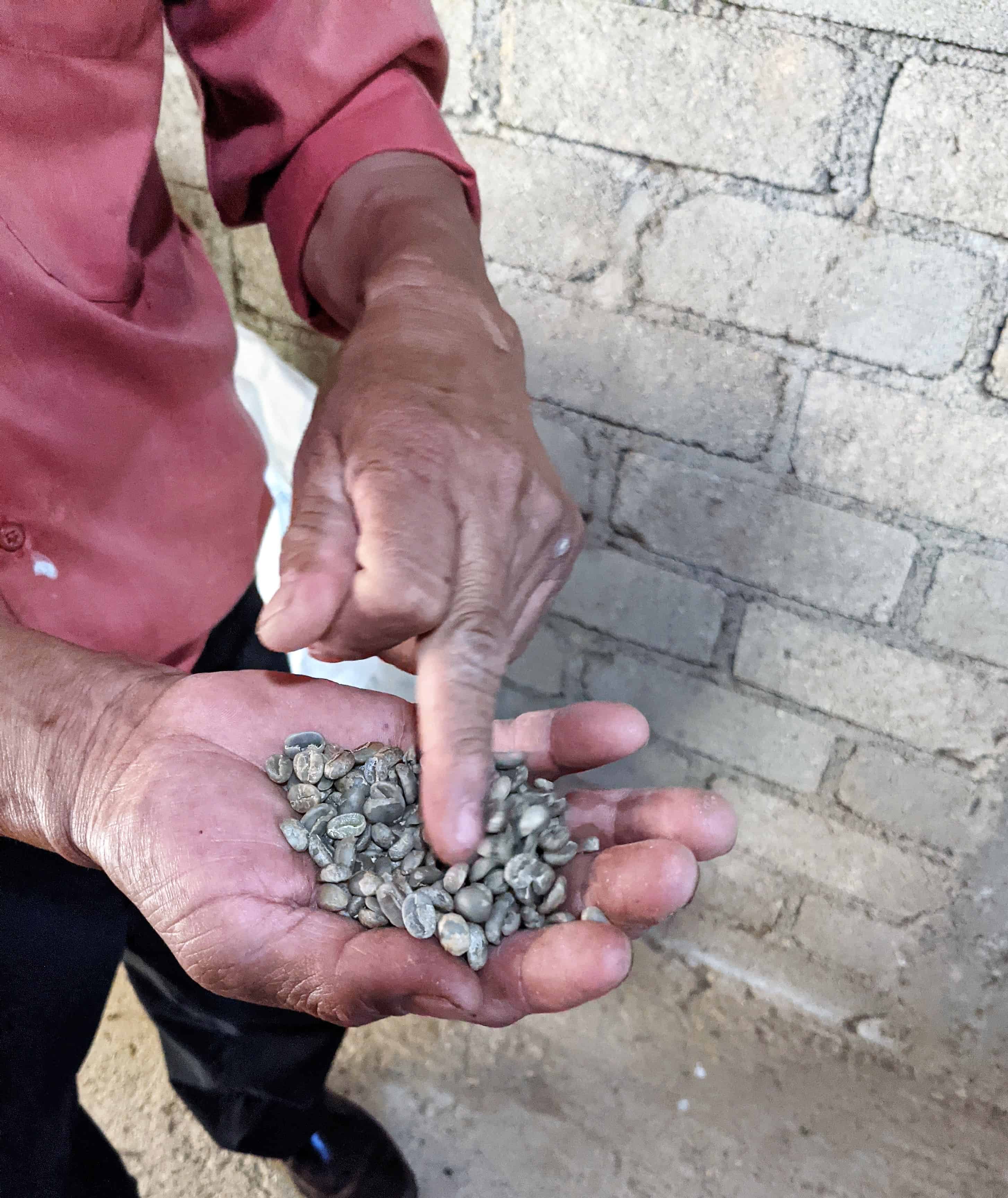 raw coffee beans, before roasting