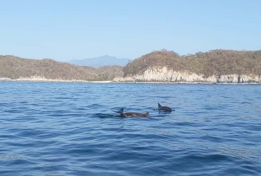Several pacifici dolphins swim near a boat tour in Huatulco. In the background you can see the coast and the Sierra Madre Mountains