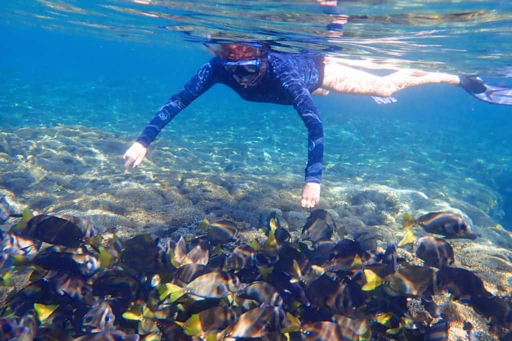 Yellow-tailed sturgeon love to snorkel with you in San agustín