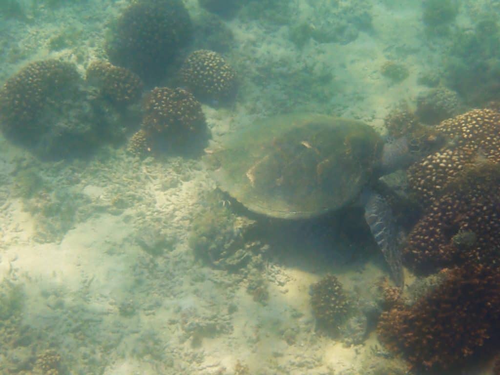 A turtle hanging in the Turtle Sanctuary off Playa Fandango, one of the best beaches to snorkel at in Huatulco