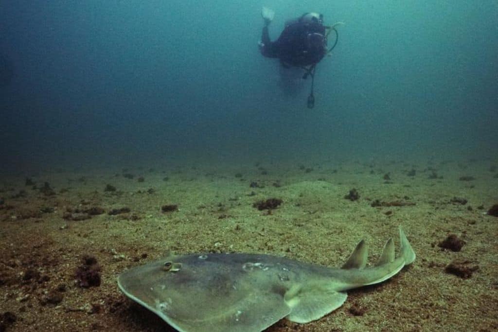 Reasons to scuba dive in Huatulco