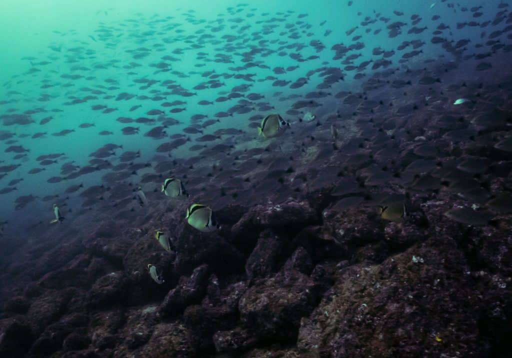 One thing I love about diving in the Pacific of Mexico is all the fish!