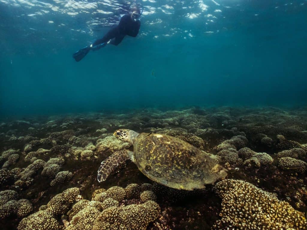 diving in Huatulco is great, but so is snorkelling!