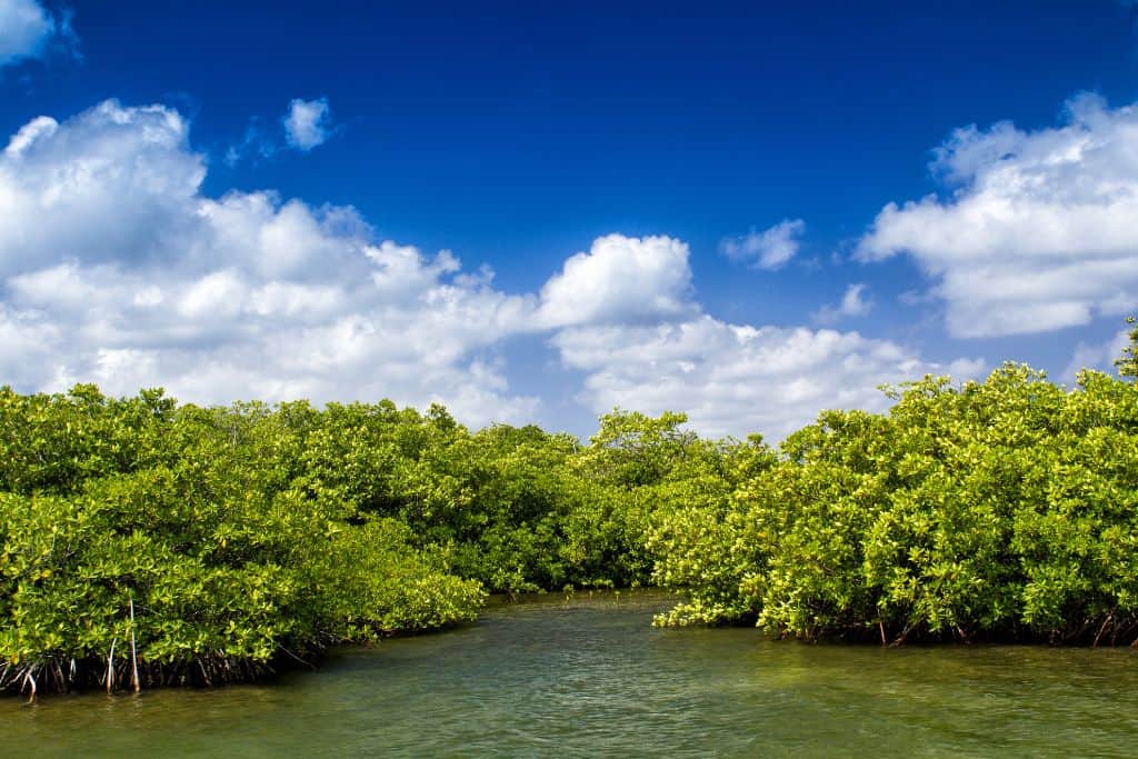 The mangrove forest at La Ventanilla Lagoon