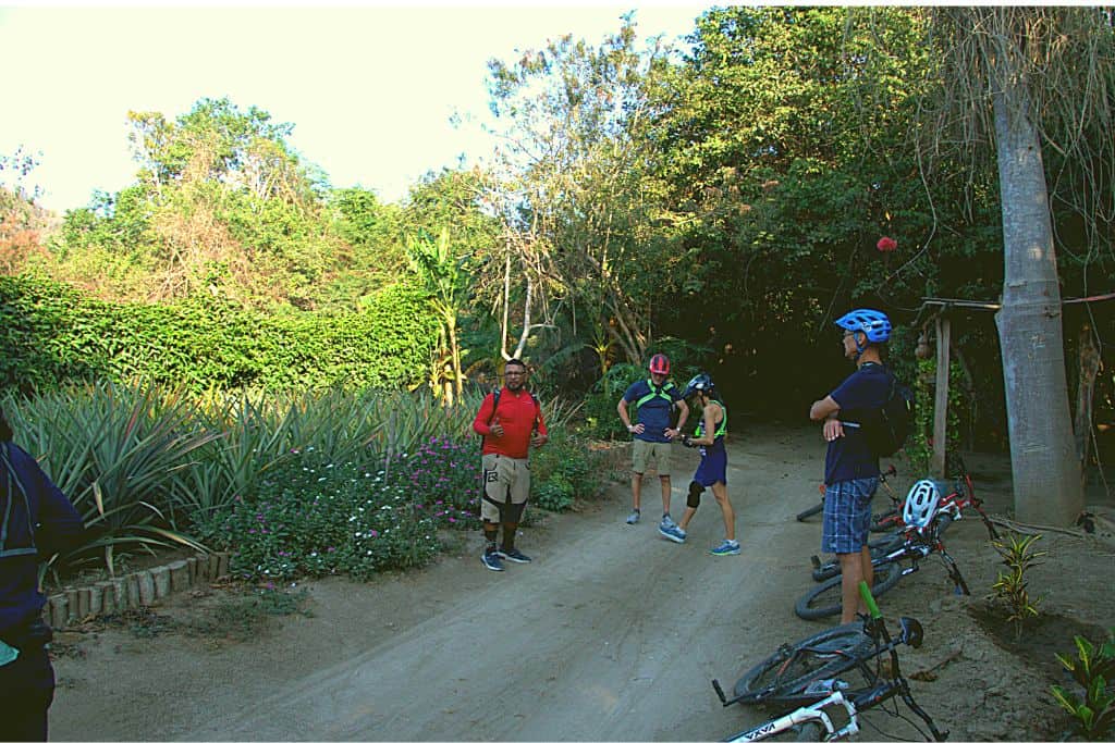 Oscar of RSB tours standing next to a plot of pineapple plants.
