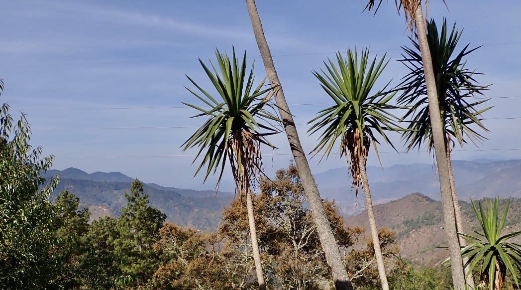San José del Pacifico, Oaxaca - A Local Guide 2026