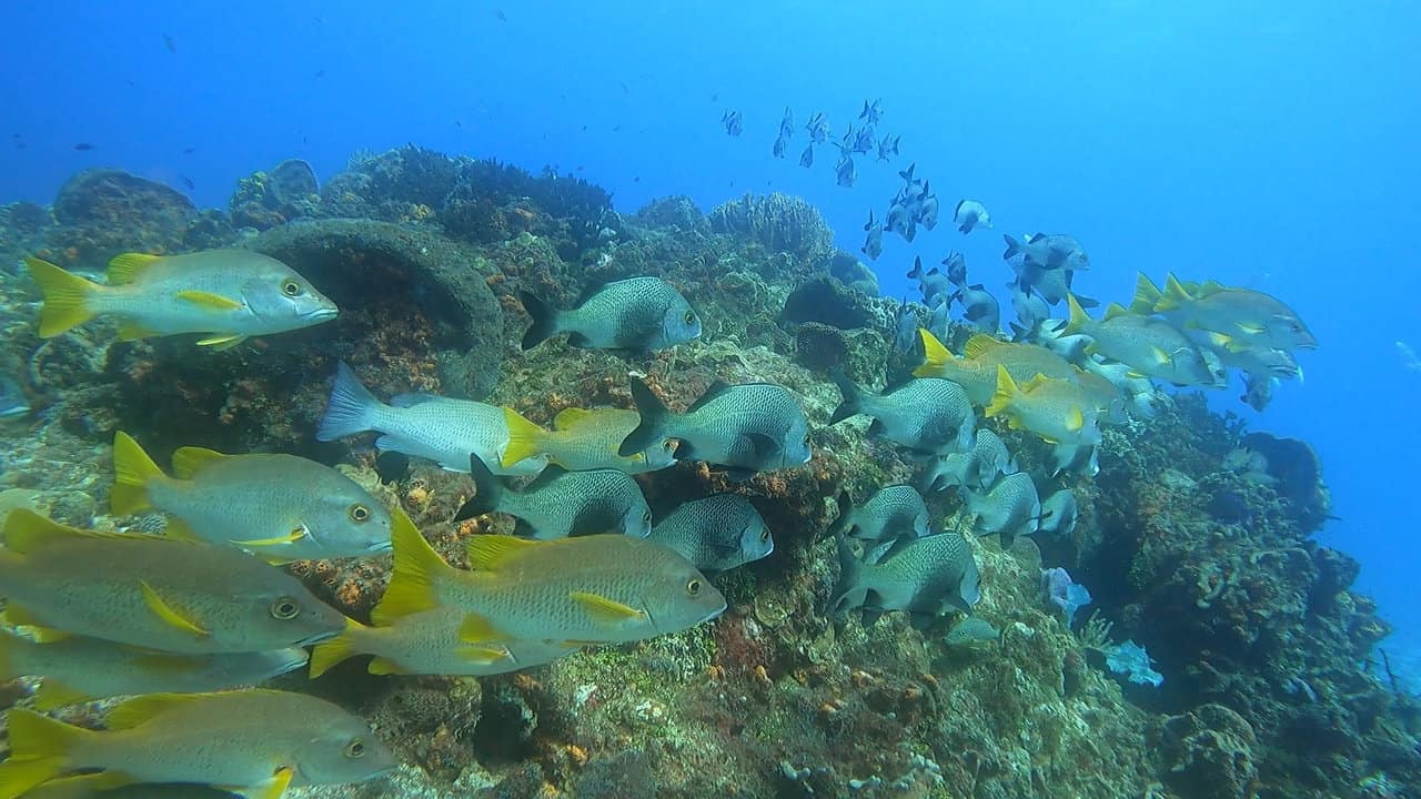 11 Best Cozumel Dive Shops 2023