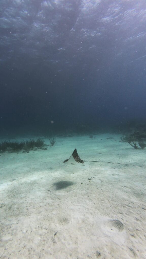 a spotted eagle ray gently floats over white sand in a shallow snorkel area of roatan. Sun rays can be seen piercing the surface of the water