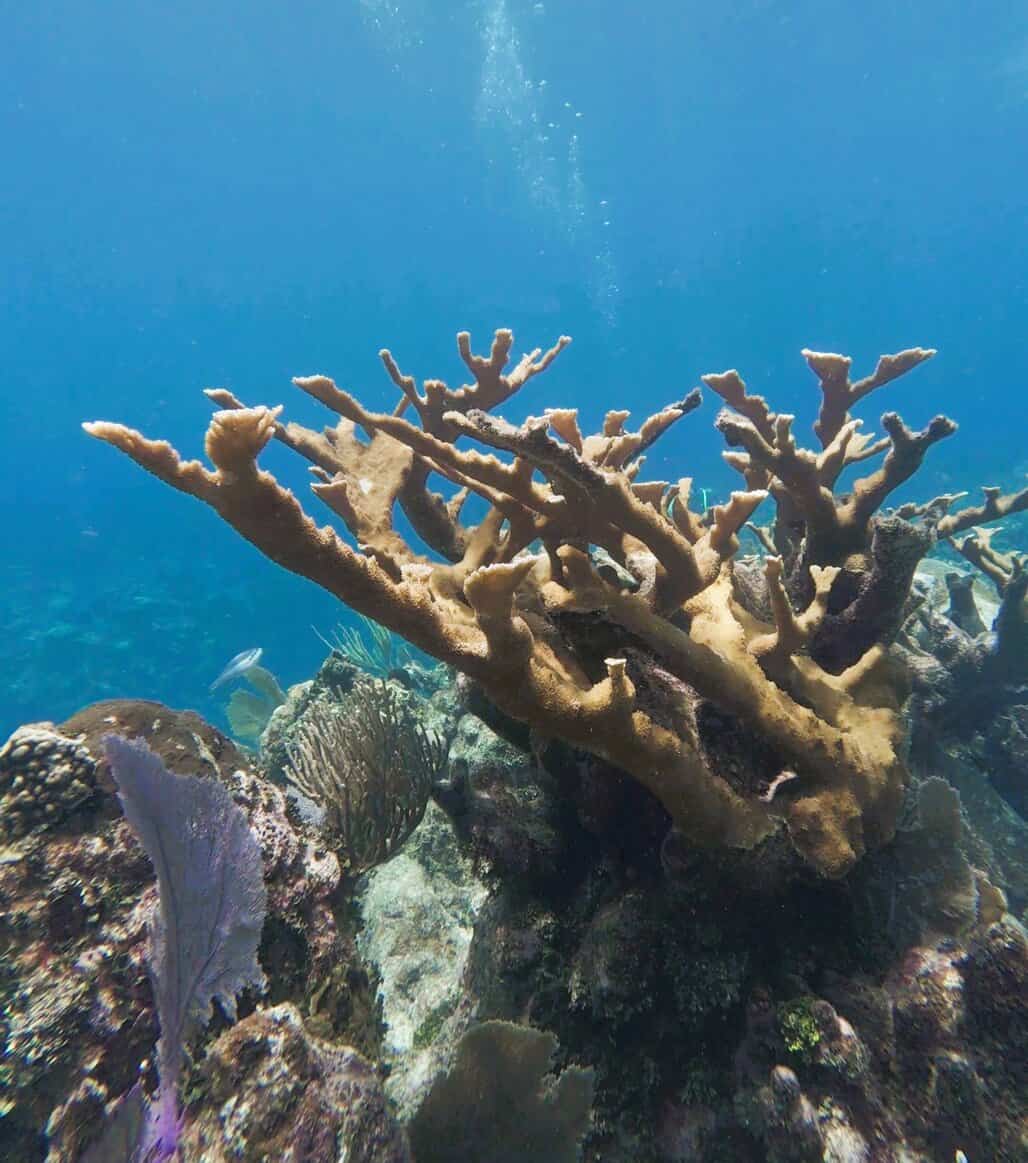 A branching coral formation surrounded by rocky reef and soft corals in clear blue water off the coast of Roatan. This underwater scene highlights the healthy reef structures and visibility snorkelers can expect while exploring coral sites featured in a Roatan snorkelling guide.