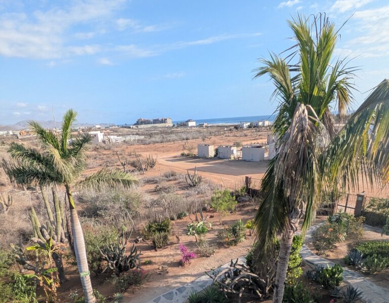A wide view of a desert landscape with tall palms and scattered cacti leading toward distant buildings and the blue ocean, capturing the arid scenery near Cerritos Beach Baja. The foreground shows a garden with blooming plants, contrasting with the rugged terrain beyond.