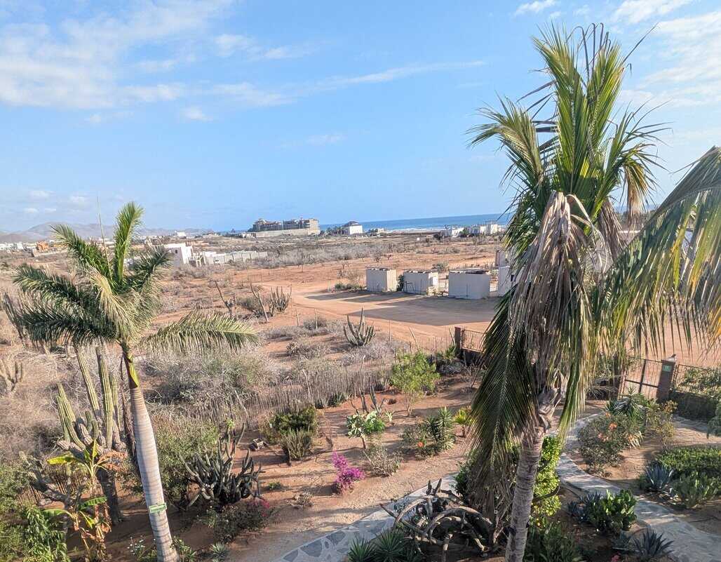 A wide view of a desert landscape with tall palms and scattered cacti leading toward distant buildings and the blue ocean, capturing the arid scenery near Cerritos Beach Baja. The foreground shows a garden with blooming plants, contrasting with the rugged terrain beyond.