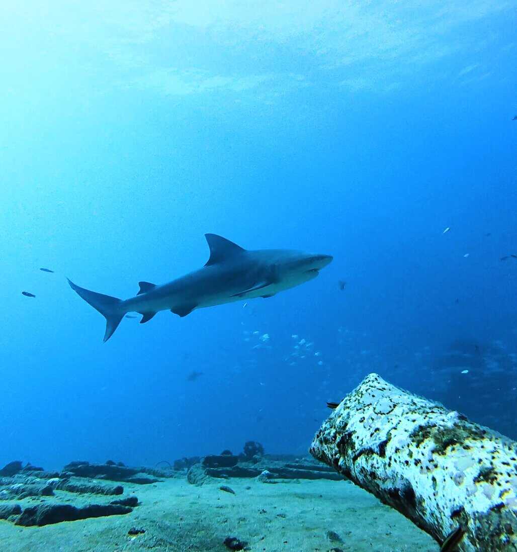 A bull shark swims gracefully above the sandy seafloor and scattered coral at Playa del Carmen, with a piece of weathered metal debris in the foreground. The deep blue water is filled with tiny fish, creating a dramatic underwater scene typical of Cabo Pulmo.