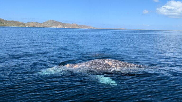 A grey whale swims just below the surface of deep blue water with its mottled back and fins visible near the Baja coastline. Spotting grey whales in Baja is a highlight of whale watching in Mexico.