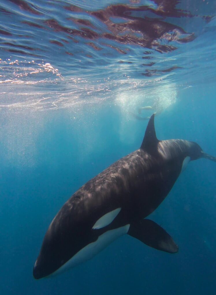An orca swims just beneath the surface of clear blue water with sunlight reflecting above and bubbles trailing nearby in Baja. Marine life encounters like this can happen alongside Baja whale watching in Mexico.