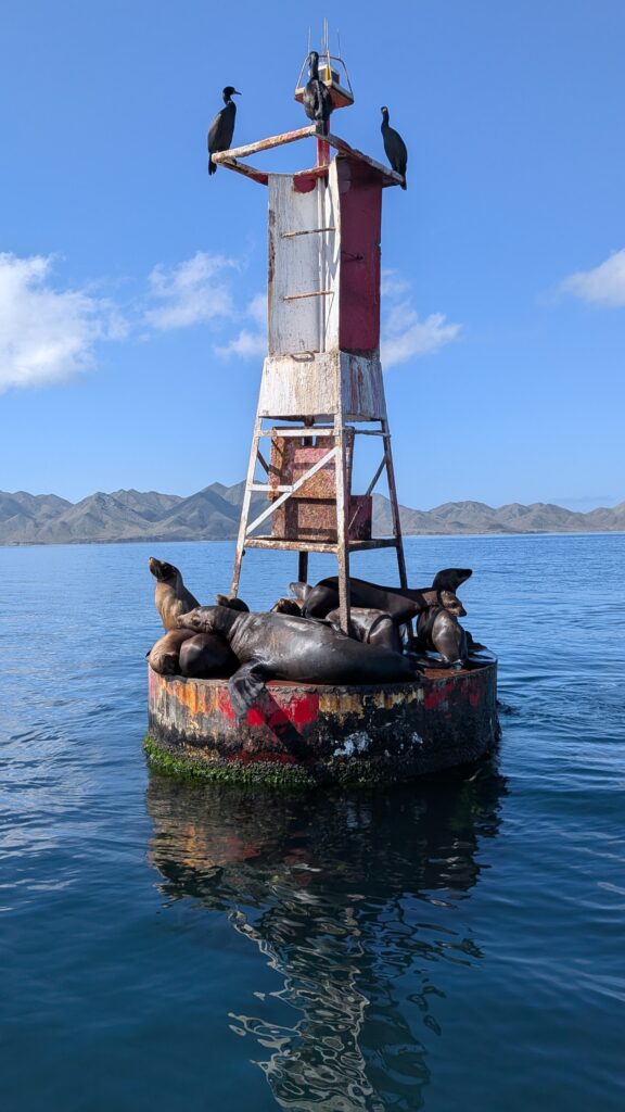 Several sea lions rest on a weathered buoy in the ocean while seabirds perch on top, with rugged Baja coastline in the distance under a clear blue sky. Wildlife encounters like this are common on Baja whale watching tours.