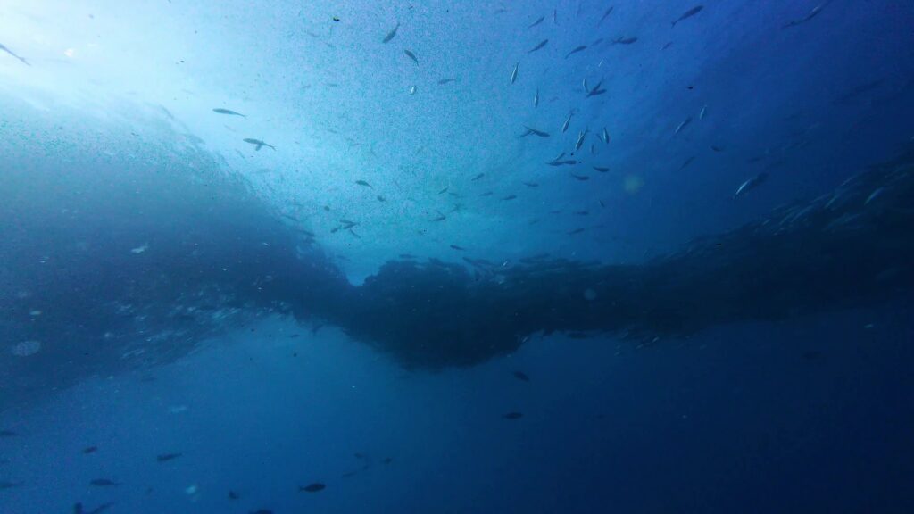 A large school of fish forms a dark cloud underwater in Cabo Pulmo with sunlight filtering down from above. Smaller fish swim around the edges creating contrast against the deep blue water.
