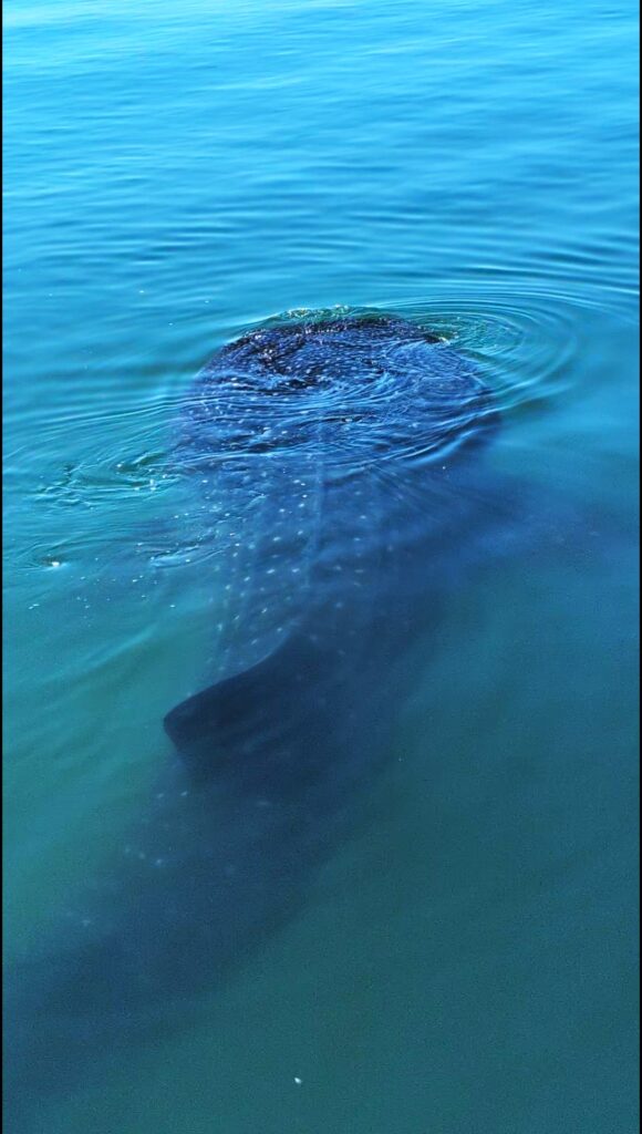 A whale shark glides just beneath the surface of the water in La Paz. With its spotted head and broad body visible from above in Baja. Encounters with whale sharks are a unique experience to add alongside Baja whale watching in Mexico.