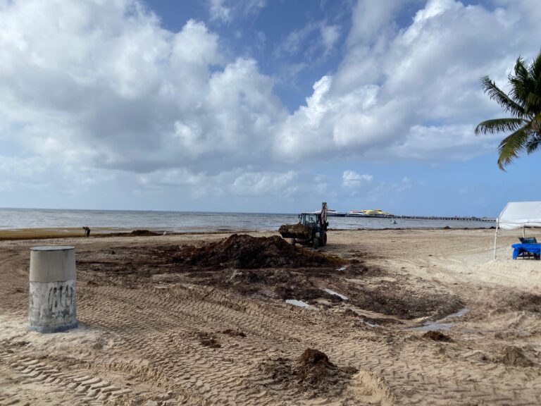 Sargassum in Cancun, Playa del Carmen & the Riviera Maya: What to know before you go